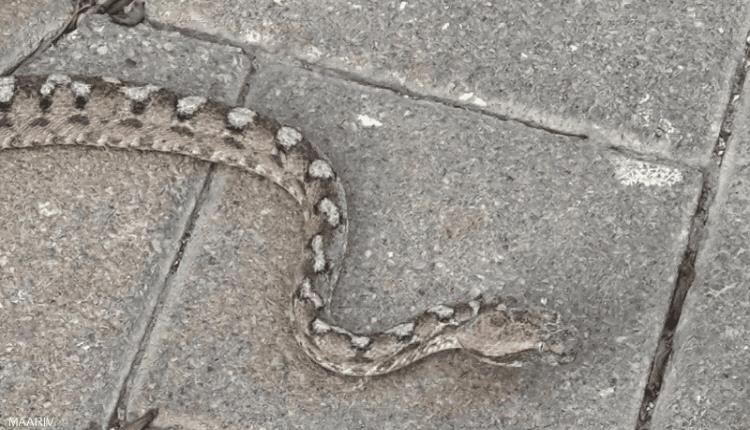 مدينة إسرائيلية تعيش "فيلم رعب".. بسبب الثعابين