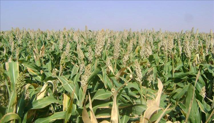 حصاد الذرة في قدس صمود المزارعين أمام تحديات المطر والتكاليف