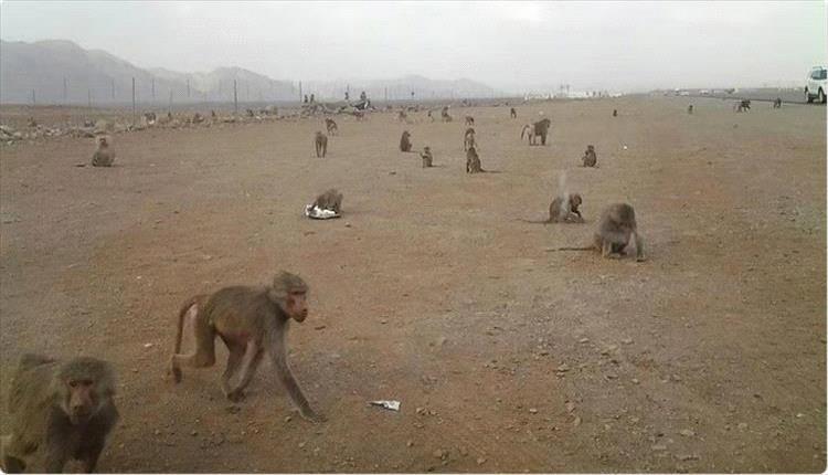 قرود جائعة تهاجم قطيع أغنام في البيضاء وتثير ذعر السكان