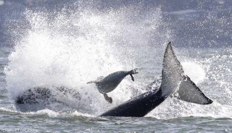 فقمة تستعين بقارب هربا من الحيتان