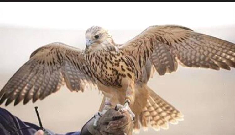 يقدر ثمنه بـ 60 ألف دولار.. اصطياد طير حر نادر في مدينة جيرود السورية