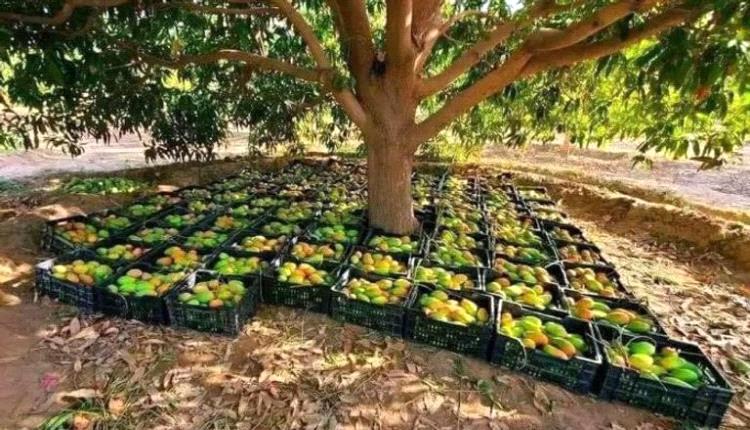 الحصاد بـ«إذن»: الحوثيون يعيدون اليمن إلى زمن الإمامة