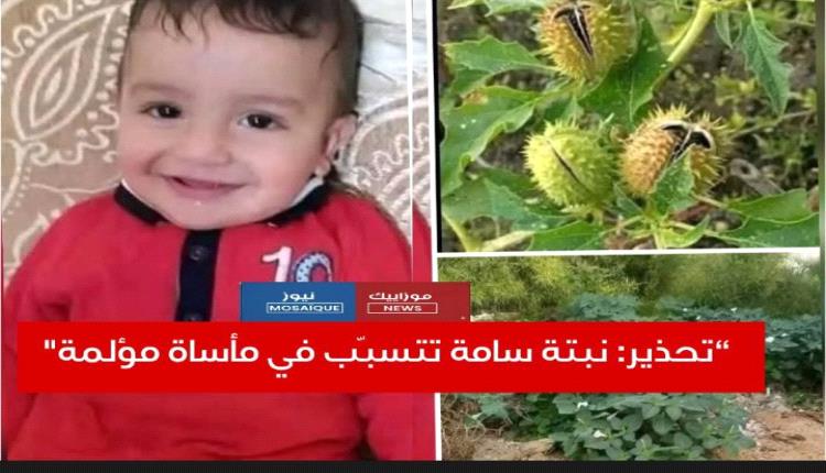 نبتة الشيطان نبتة سامة تتسبب في وفاة طفل صغير وتهز أحد الأحياء في #تونس. عاجل