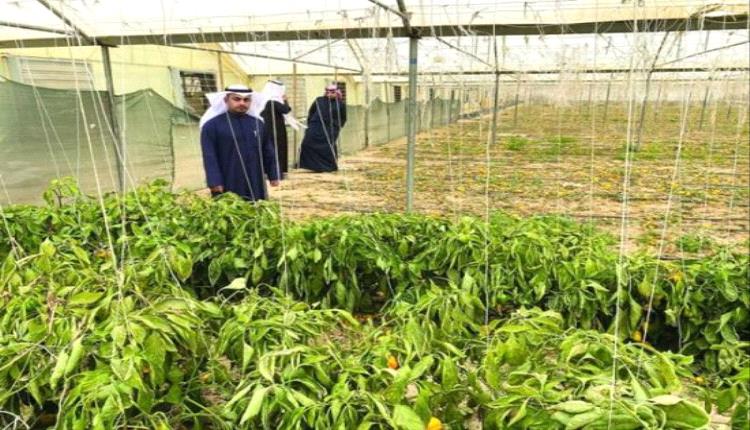 الكويت.. الإنتاج الزراعي يرتفع إلى 220 ألف طن مع إضافة أصناف جديدة