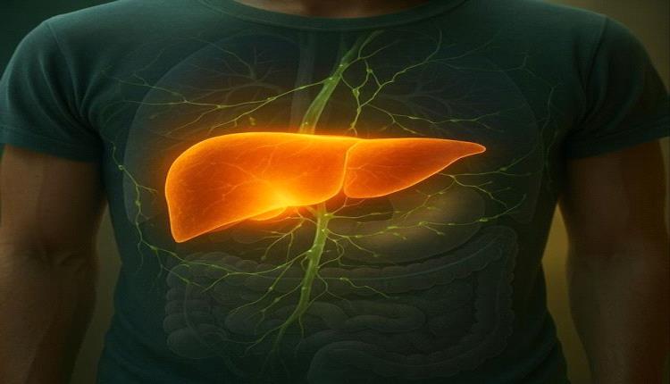 المعدة تتجدد: المهندس الخفي داخل جسدك