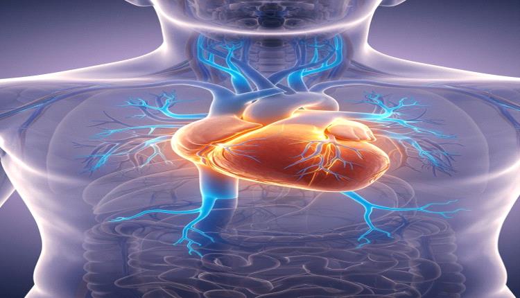 قلب الإنسان محرّك الحياة الذي لا ينام