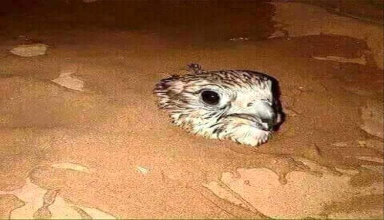 سر دفن الصقر طقس الصيادين لإنقاذ طائر يرفض الأسر