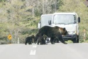 اليابان تسمح للشرطة بمواجهة الدببة المهاجمة بالأسلحة النارية