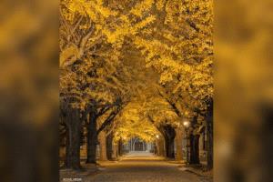 بدلاً من عبير الزهور.. "لغز كريه" في حديقة أميركية شهيرة