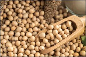 فول الصويا يقفز لأعلى مكاسب نصف سنوية بدعم اتفاق أمريكي-صيني