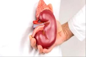 الجفاف الشتوي يرفع خطر حصوات الكلى… وأطباء يحذرون من إهمال الترطيب