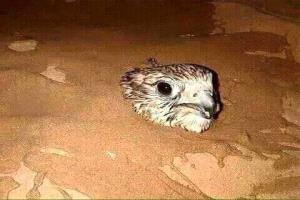 سر دفن الصقر طقس الصيادين لإنقاذ طائر يرفض الأسر