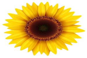 زهرة الشمس تتوق للضوء قبل طلوعه