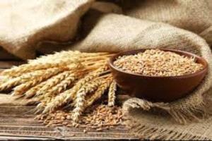 الشوفان.. حبوب صغيرة تمنحك فوائد عظيمة وتقي من أمراض خطيرة