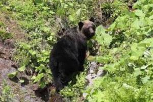 هجوم دب على طلاب ومعلمين في كولومبيا البريطانية: 6 إصابات خطيرة