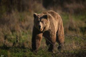 اليابان.. الفلفل الحار لصد هجمات الدببة "القاتلة"