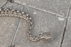 مدينة إسرائيلية تعيش "فيلم رعب".. بسبب الثعابين