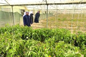 الكويت.. الإنتاج الزراعي يرتفع إلى 220 ألف طن مع إضافة أصناف جديدة