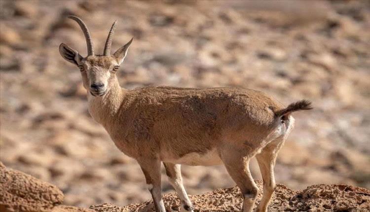 شبوة تحذر من الصيد الجائر للوعول وتلوّح بالملاحقة القانونية