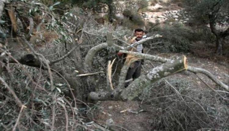 مستوطنون يقطعون 80 شجرة زيتون معمّرة بالخليل
