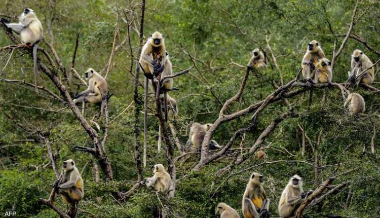 انقلاب شاحنة وفرار قرود "عدوانية" بولاية مسيسيبي