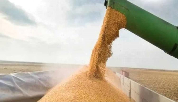 ستاندرد آند بورز نمو متوقع في واردات مصر من الذرة إلى 9.5 مليون طن بدعم من صناعة الأعلاف والدواجن