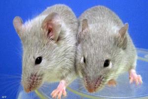 لماذا ترسل الصين 4 فئران إلى الفضاء؟