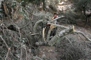 مستوطنون يقطعون 80 شجرة زيتون معمّرة بالخليل

