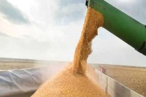 ستاندرد آند بورز نمو متوقع في واردات مصر من الذرة إلى 9.5 مليون طن بدعم من صناعة الأعلاف والدواجن