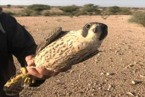 اليمن ينظم أول مزاد وطني للصقور لتعزيز الصقارة والتراث البيئي