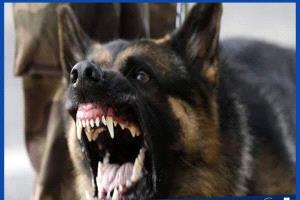 مصر .. إصابة 10 أشخاص بينهم أطفال في هجوم كلب مسعور بقرية سيلا في الفيوم
