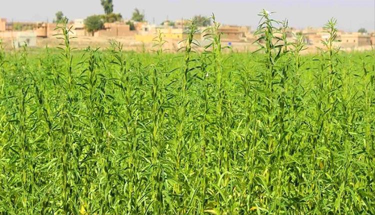 زراعة السمسم في أبين ولحج: تحديات الموسم الماضي وفرص النجاح لهذا العام
