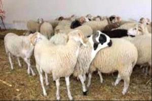   عدن أسعار الحوم والمواشي تتراوح بين المئات والالملايين والأهالي يراقبون السوق 
