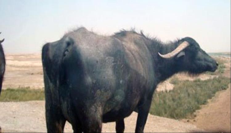 هجوم مفاجئ لجاموسة يُصيب 8 أشخاص داخل منزل بسوهاج