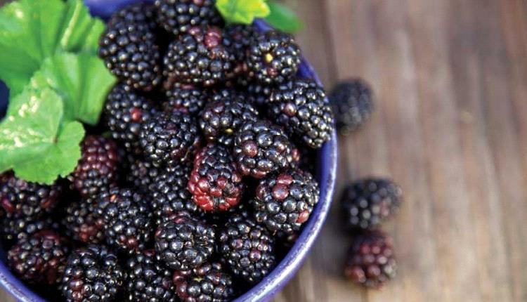 ثمار صغيرة بقدرات كبيرة… كيف يفيد التوت الأسود جسمك
