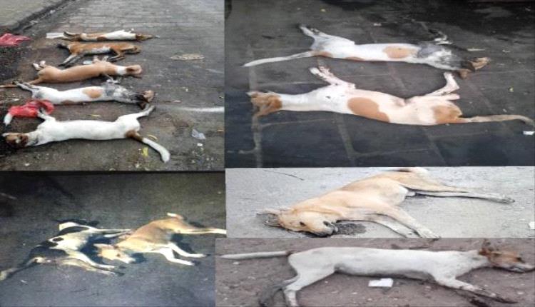 استمرار حملة مكافحة الكلاب الضالة في مديرية التواهي