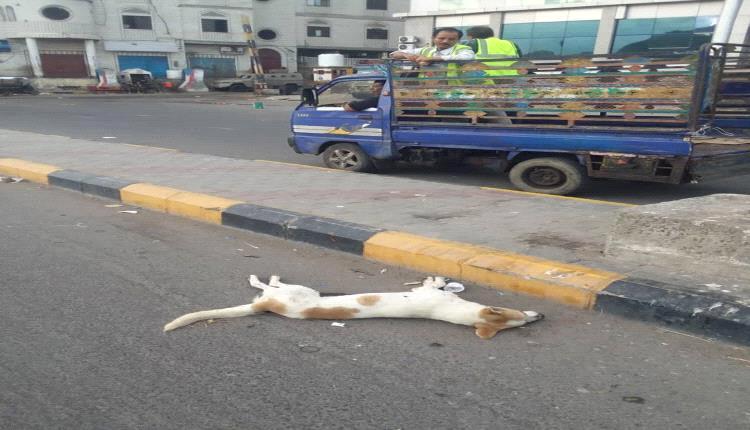 صحة البيئة في صيرة تكثّف حملاتها لمكافحة الكلاب الضالة والبعوض لتعزيز السلامة العامة