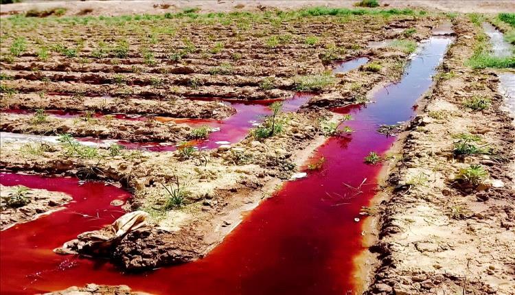 مبيدات القات… تهديد صحي صامت يفاقم أزمة السرطان في اليمن