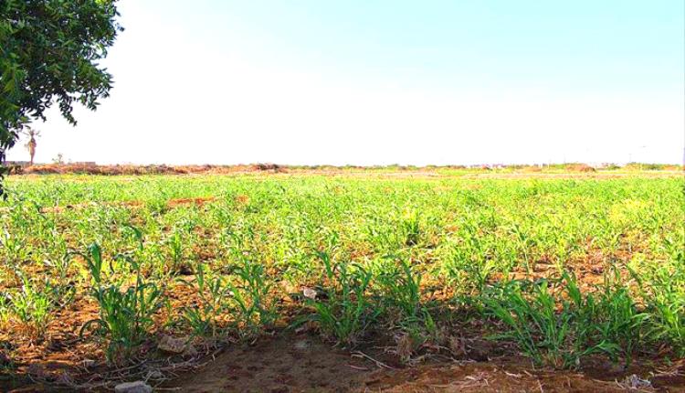 مزارعو دلتا أبين يطالبون بإعادة تأهيل قنوات الري والسدود للاستفادة من السيول الموسمية