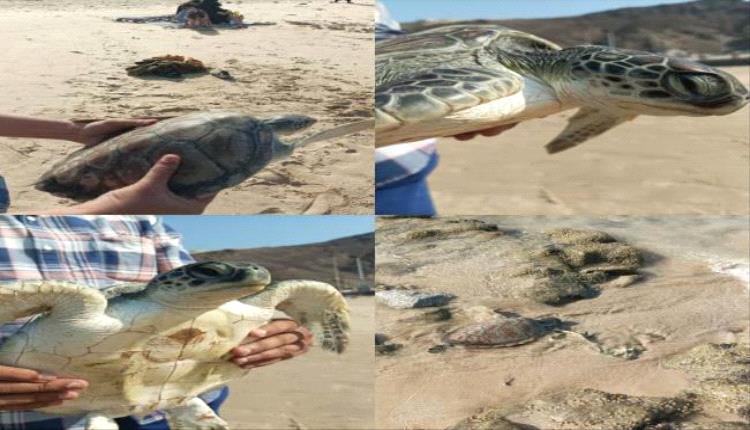 إعادة سلحفاة “صقرية المنقار” المهددة بالانقراض إلى موطنها الطبيعي في عدن