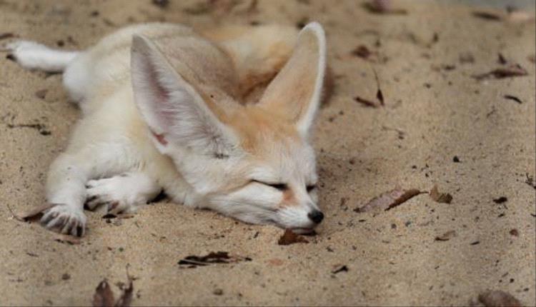 غضب واسع في المغرب بعد قتل صغار ذئاب وتحذيرات من تداعيات بيئية خطيرة