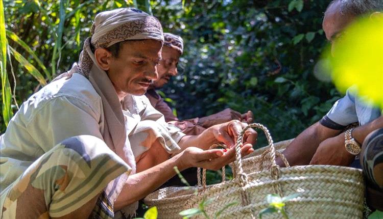مشروع أممي في تعز يعزز الأمن الغذائي ويدعم زراعة البن ويوفر آلاف فرص العمل