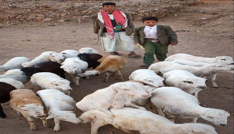 حملة بيطرية واسعة في حبان شبوة لتحصين أكثر من 17 ألف رأس من المواشي