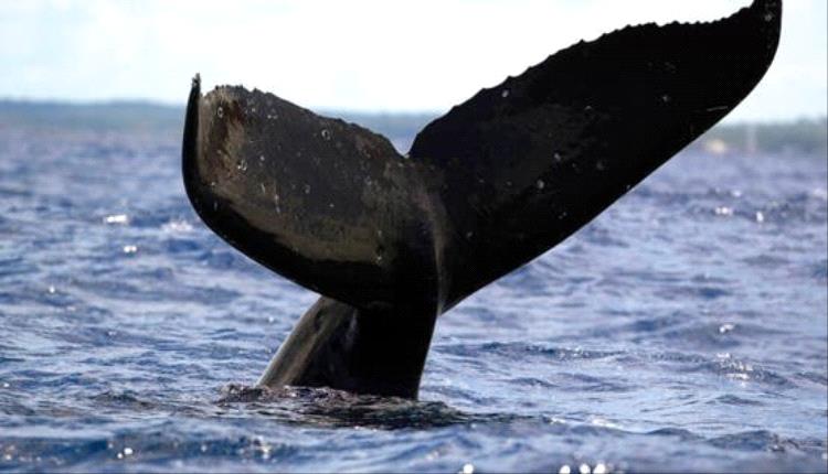 خطة بحرية لنقل حوت أحدب عالق قرب سواحل ألمانيا خلال 3 أيام ونصف