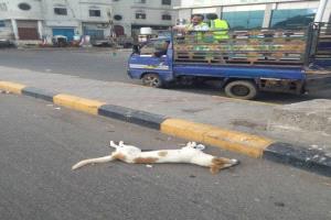 صحة البيئة في صيرة تكثّف حملاتها لمكافحة الكلاب الضالة والبعوض لتعزيز السلامة العامة