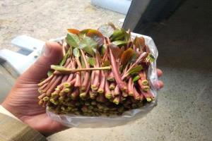 ضريبة القات في شبوة.. ملف فساد مزمن يلتهم الإيرادات ويثقل كاهل المواطن