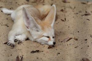 غضب واسع في المغرب بعد قتل صغار ذئاب وتحذيرات من تداعيات بيئية خطيرة