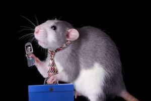 دراسة تكشف آلية نادرة لتداول “السلطة” بين جرذان الخلد العارية دون صراع دموي