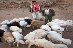 حملة بيطرية واسعة في حبان شبوة لتحصين أكثر من 17 ألف رأس من المواشي