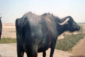 هجوم مفاجئ لجاموسة يُصيب 8 أشخاص داخل منزل بسوهاج